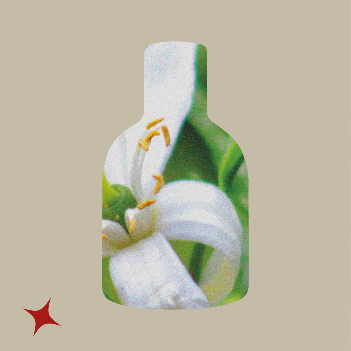 NOTA 458 - AMULETO RUM