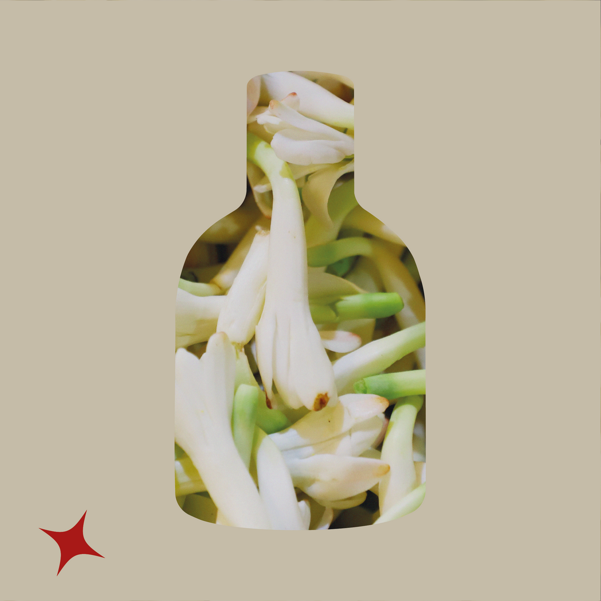 NOTA 455 - SIDERALE TONIC